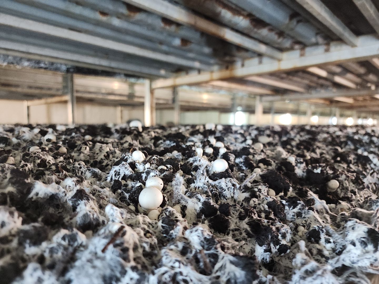 кашира, грибная компания, шампиньоны, натуральный продукт, рестораны,