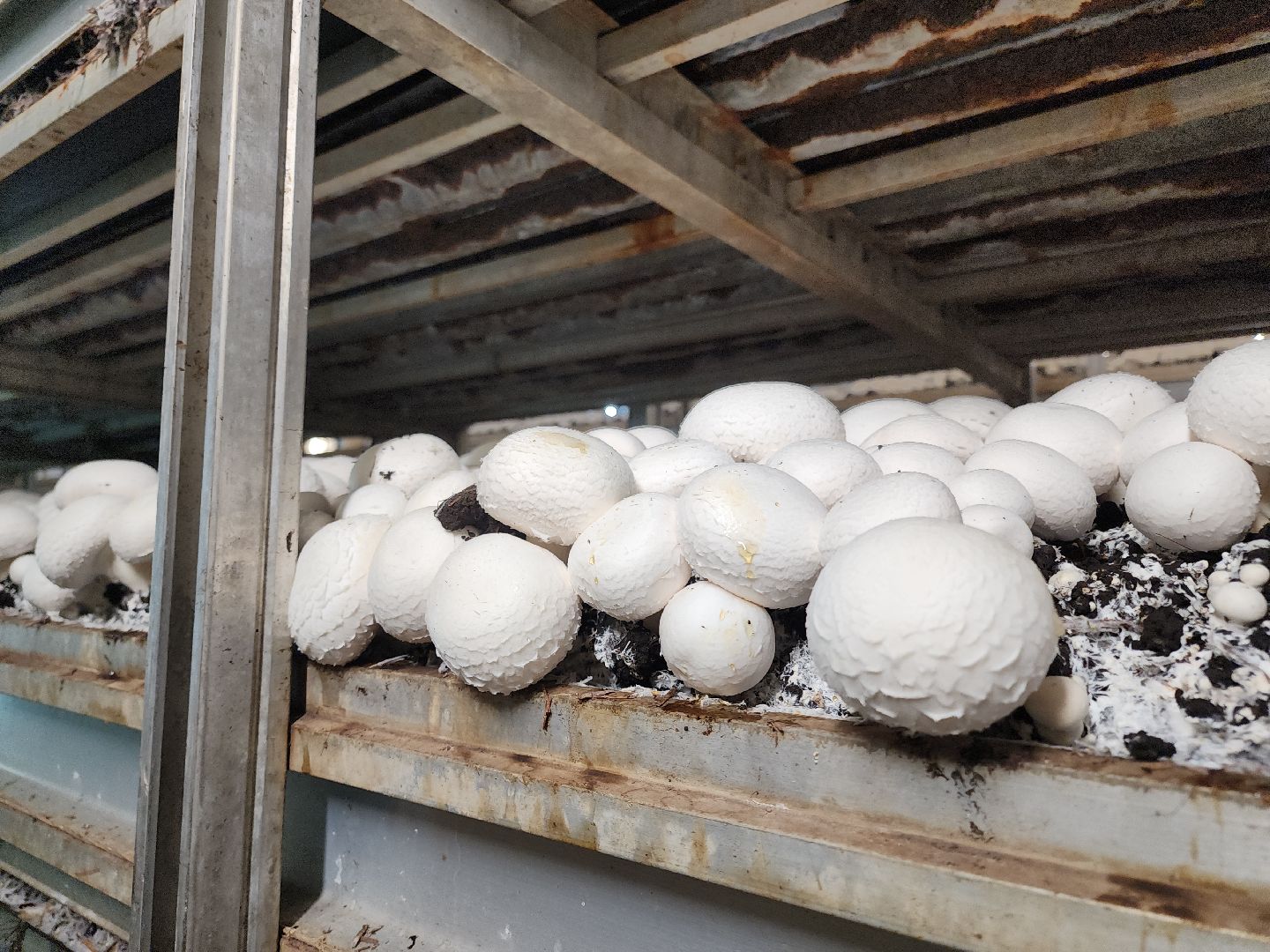 кашира, грибная компания, шампиньоны, натуральный продукт, рестораны,