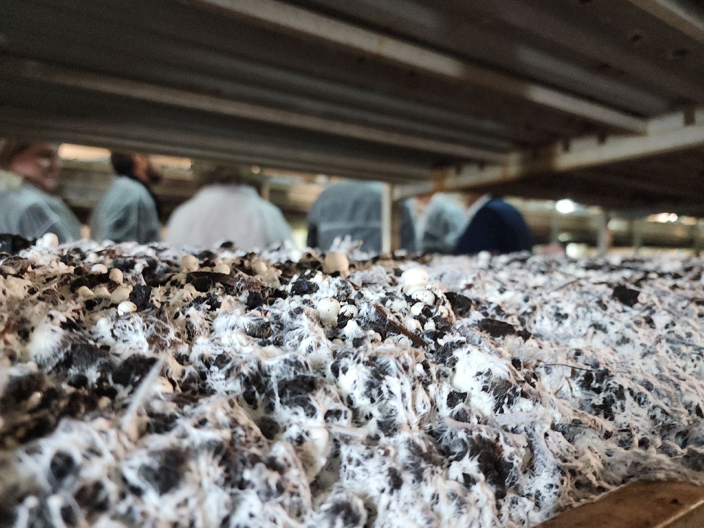 кашира, грибная компания, шампиньоны, натуральный продукт, рестораны,