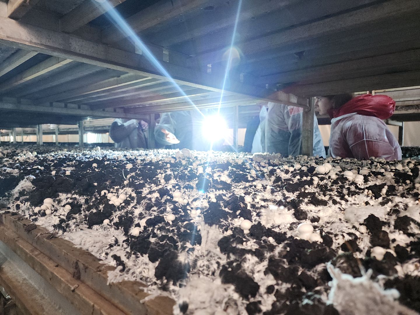 кашира, грибная компания, шампиньоны, натуральный продукт, рестораны,