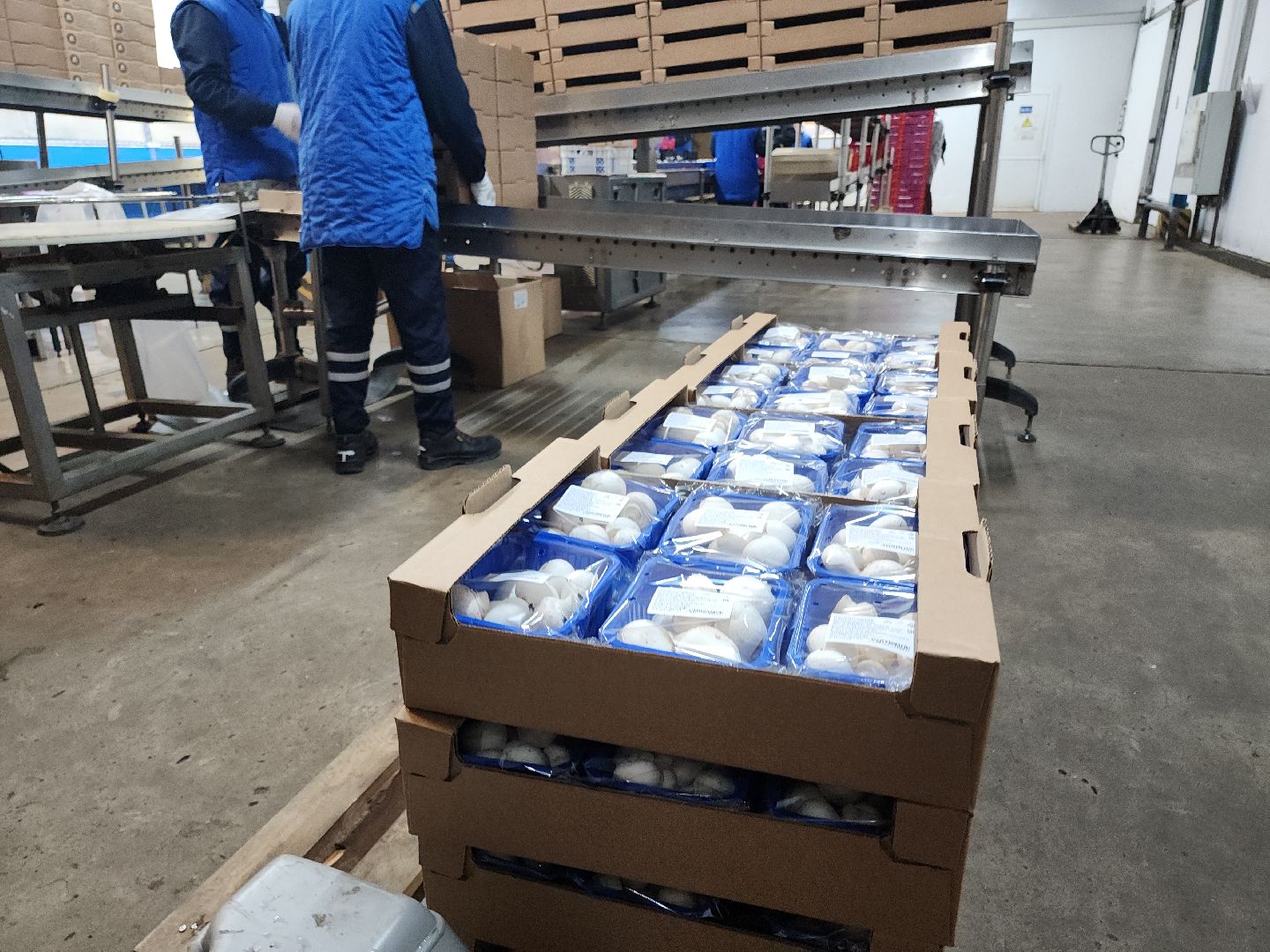 кашира, грибная компания, шампиньоны, натуральный продукт, рестораны,