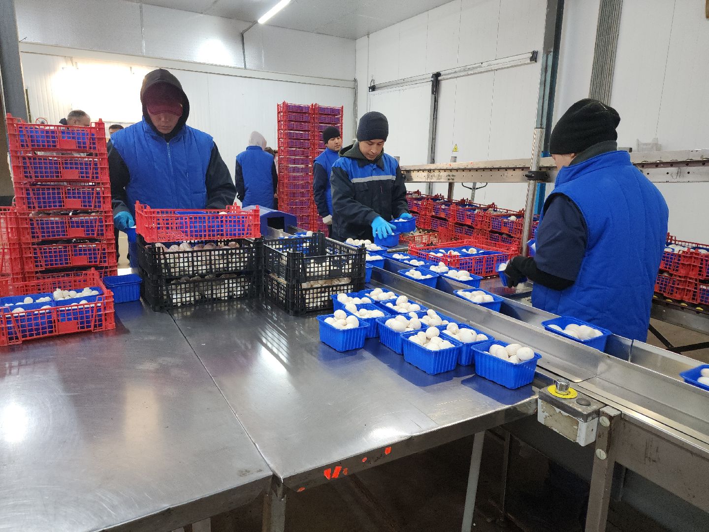 кашира, грибная компания, шампиньоны, натуральный продукт, рестораны,