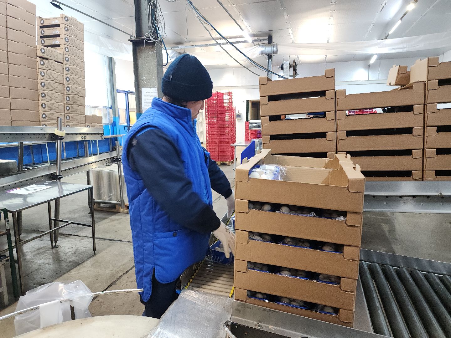 кашира, грибная компания, шампиньоны, натуральный продукт, рестораны,