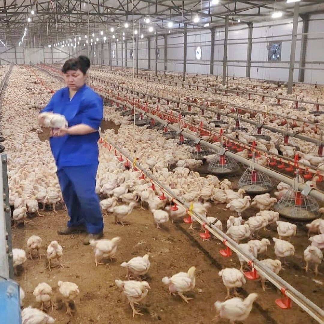 шаховская, птицеводство, куры, производство,