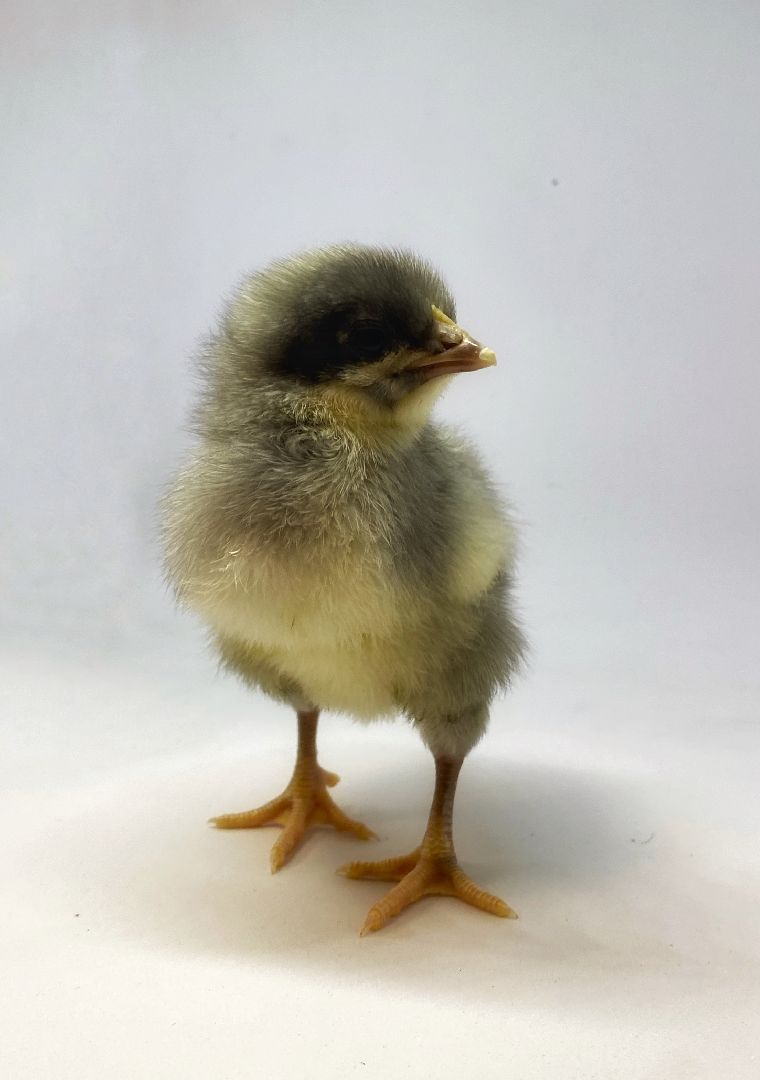 шаховская, птицеводство, куры, производство,