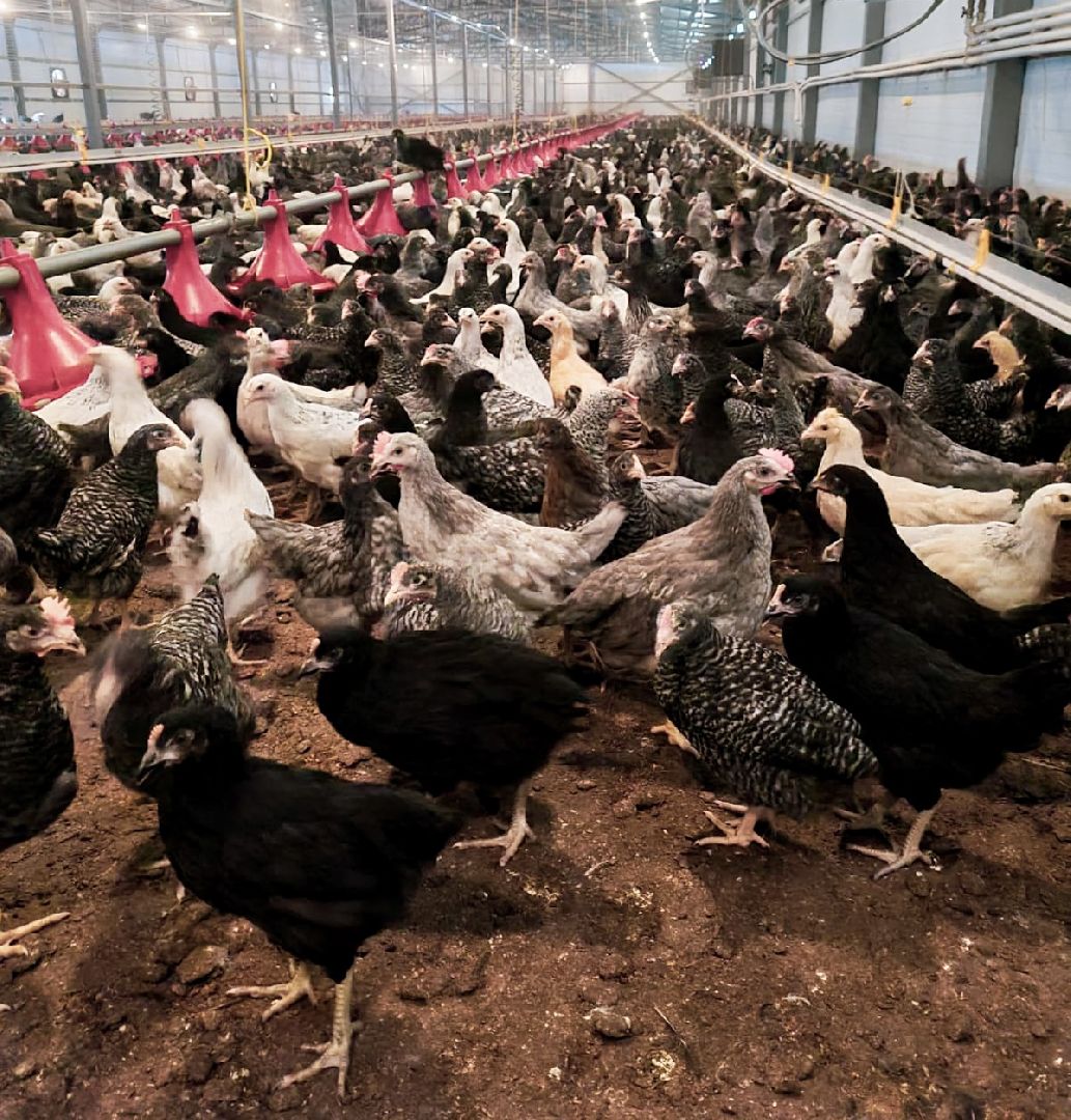 шаховская, птицеводство, куры, производство,