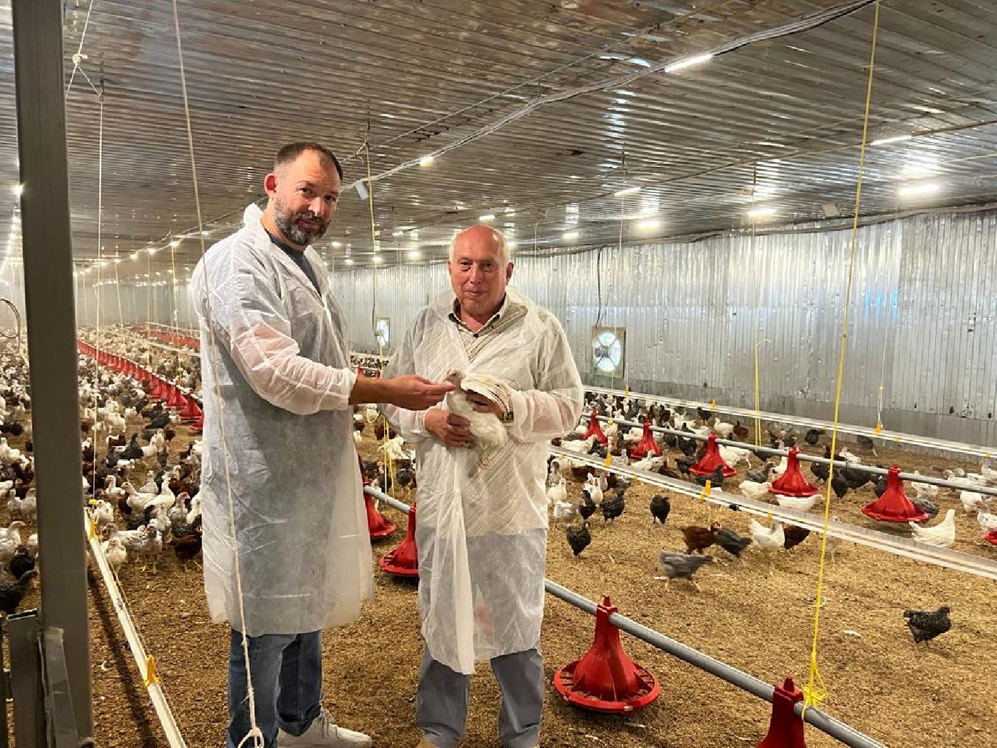 шаховская, птицеводство, куры, производство,