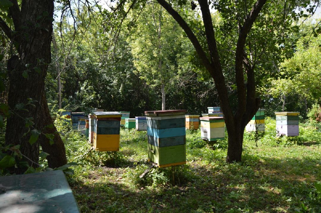 Шатура, сво, пчеловод, мёд, воск