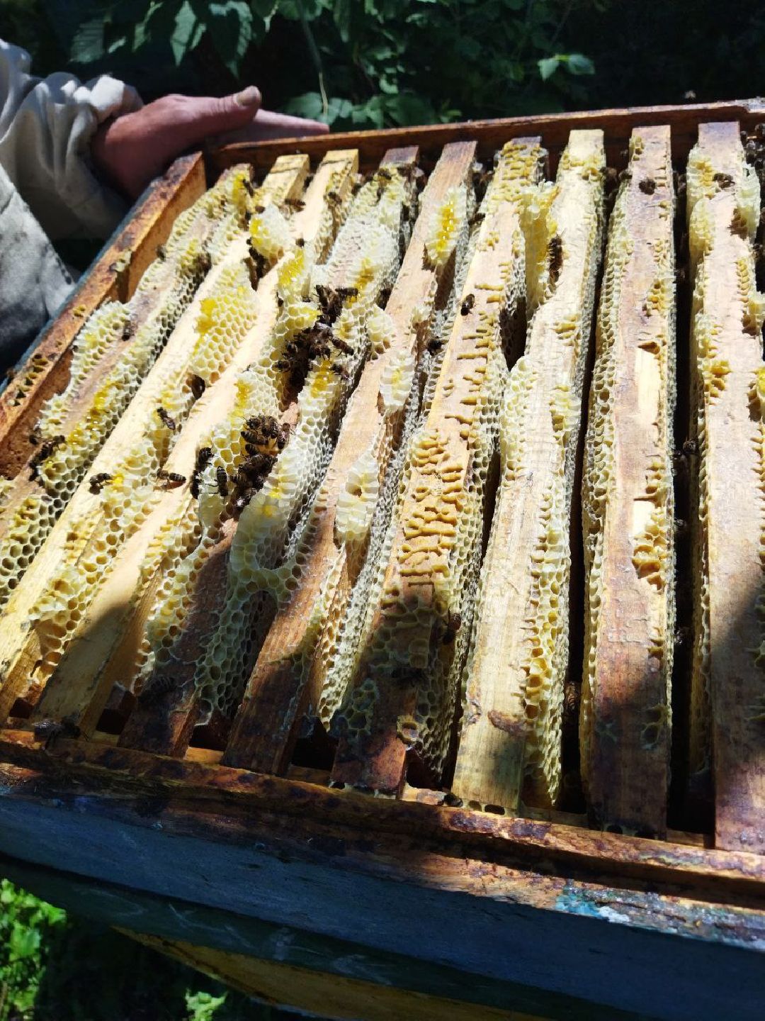 Шатура, сво, пчеловод, мёд, воск