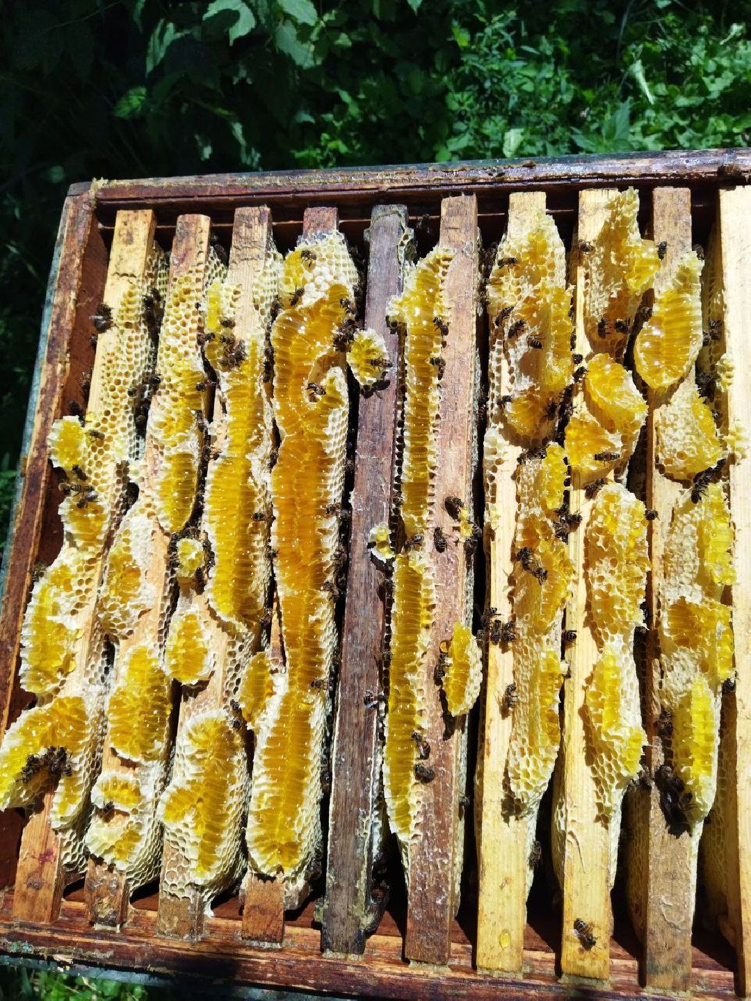 Шатура, сво, пчеловод, мёд, воск