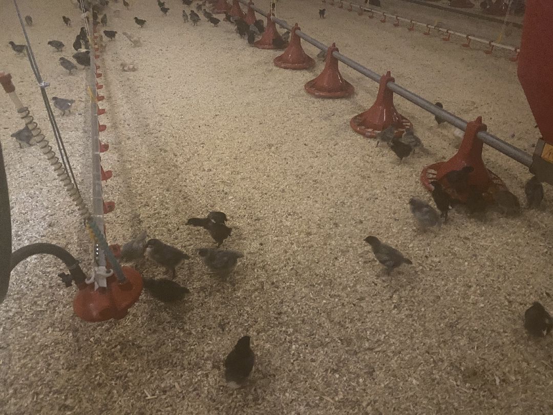 Шаховская, бизнес