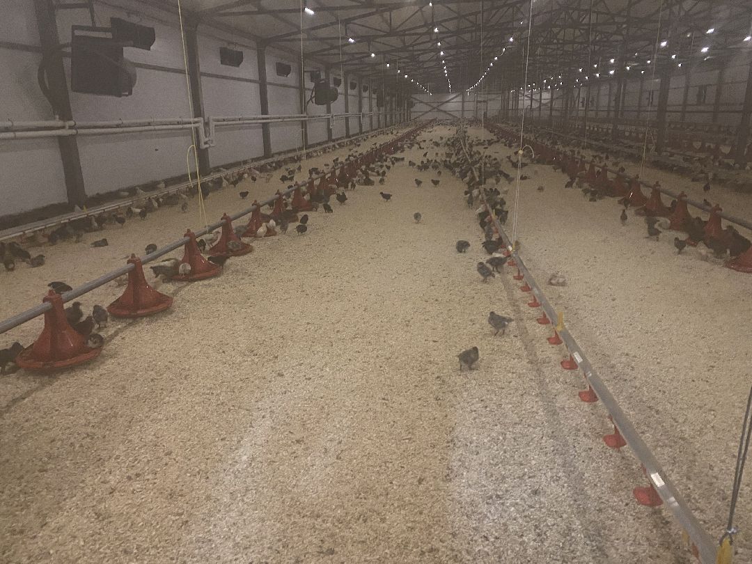 Шаховская, бизнес