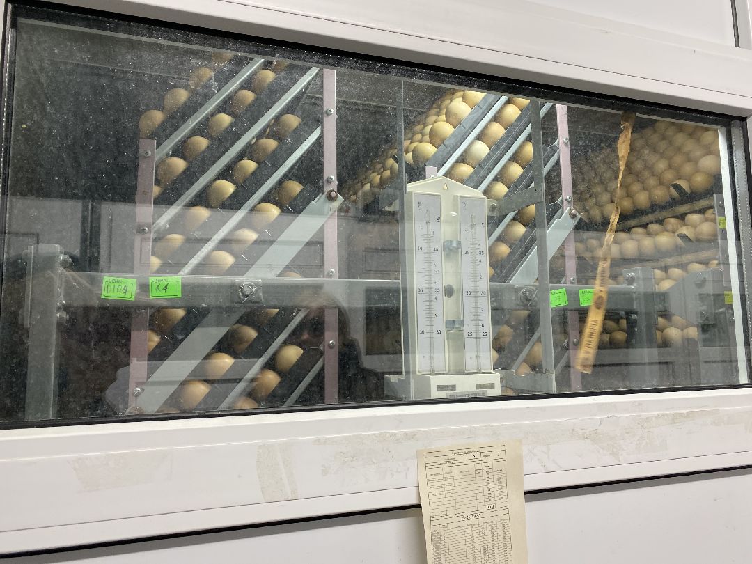 Шаховская, бизнес