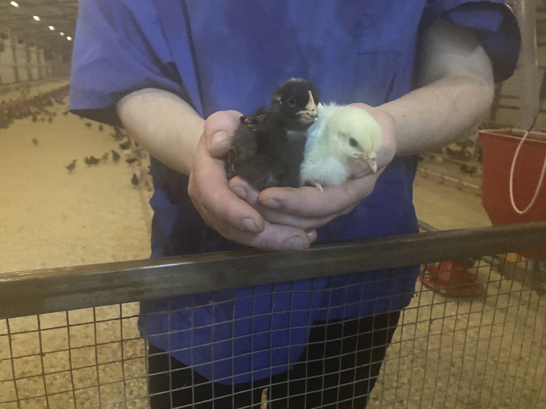 Шаховская, бизнес