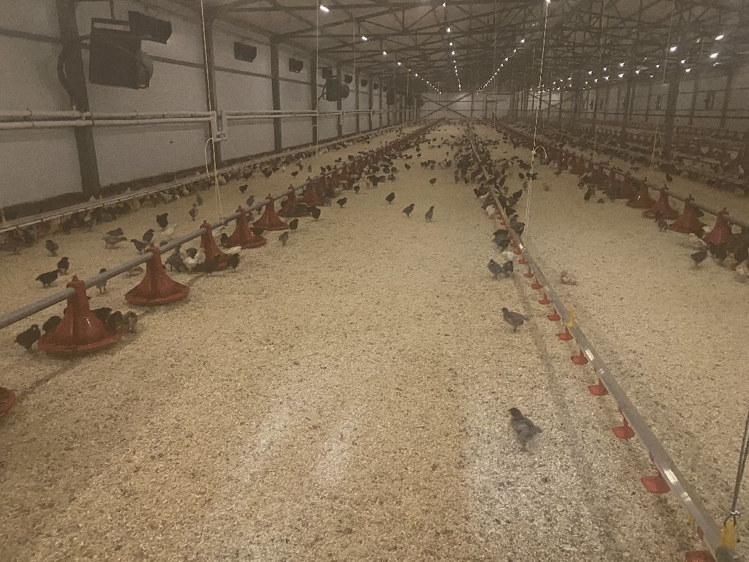 Шаховская, бизнес