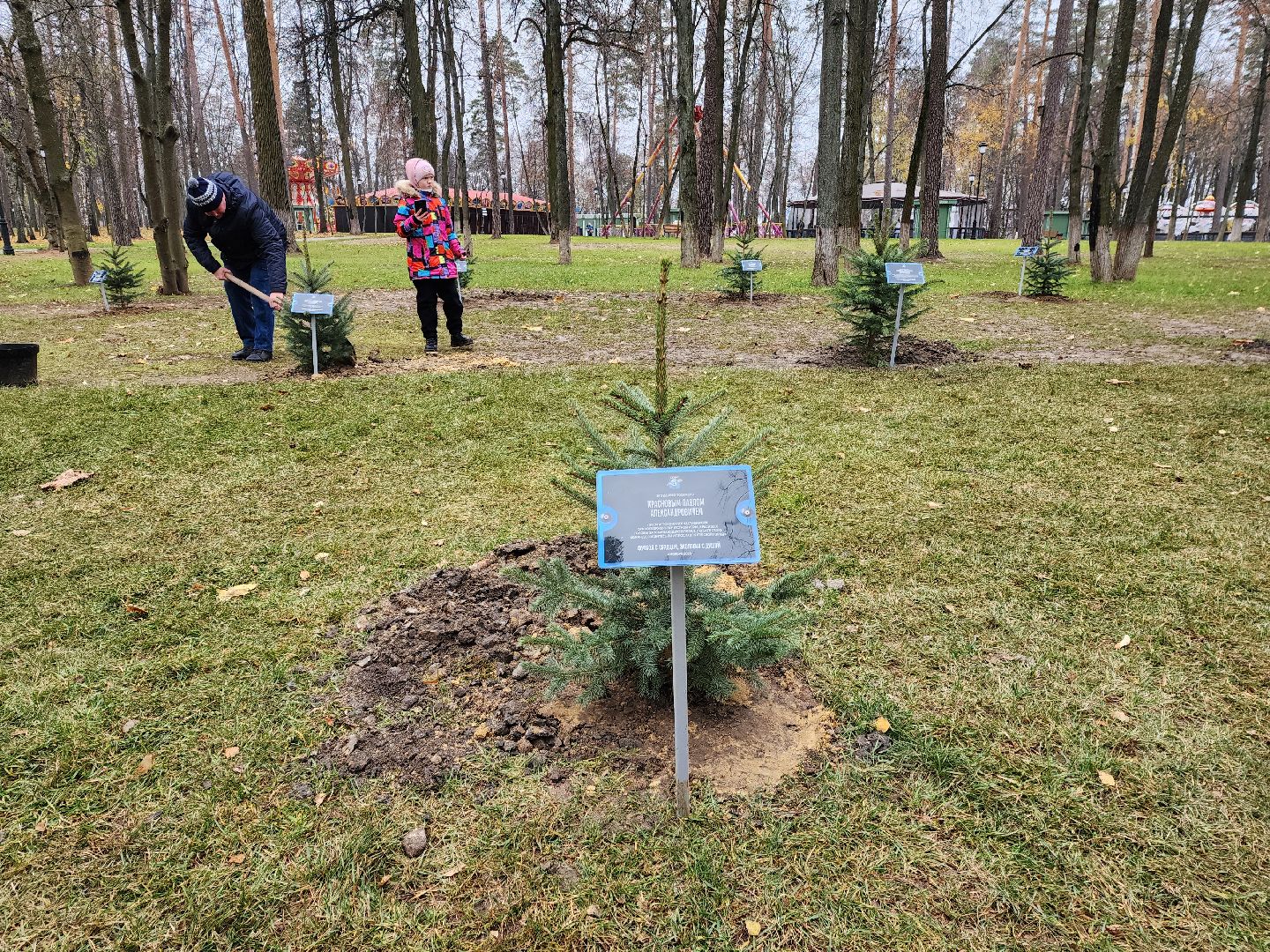 раменское, экология, экологическая акция, аллея из сосен в парке,