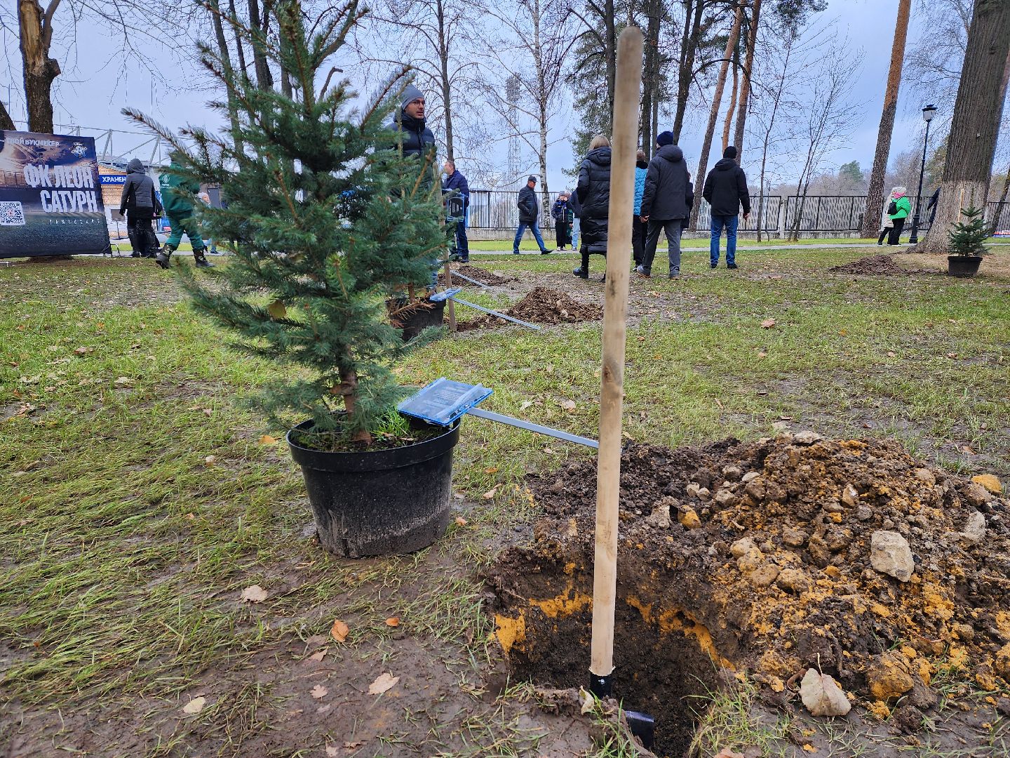 раменское, экология, экологическая акция, аллея из сосен в парке,
