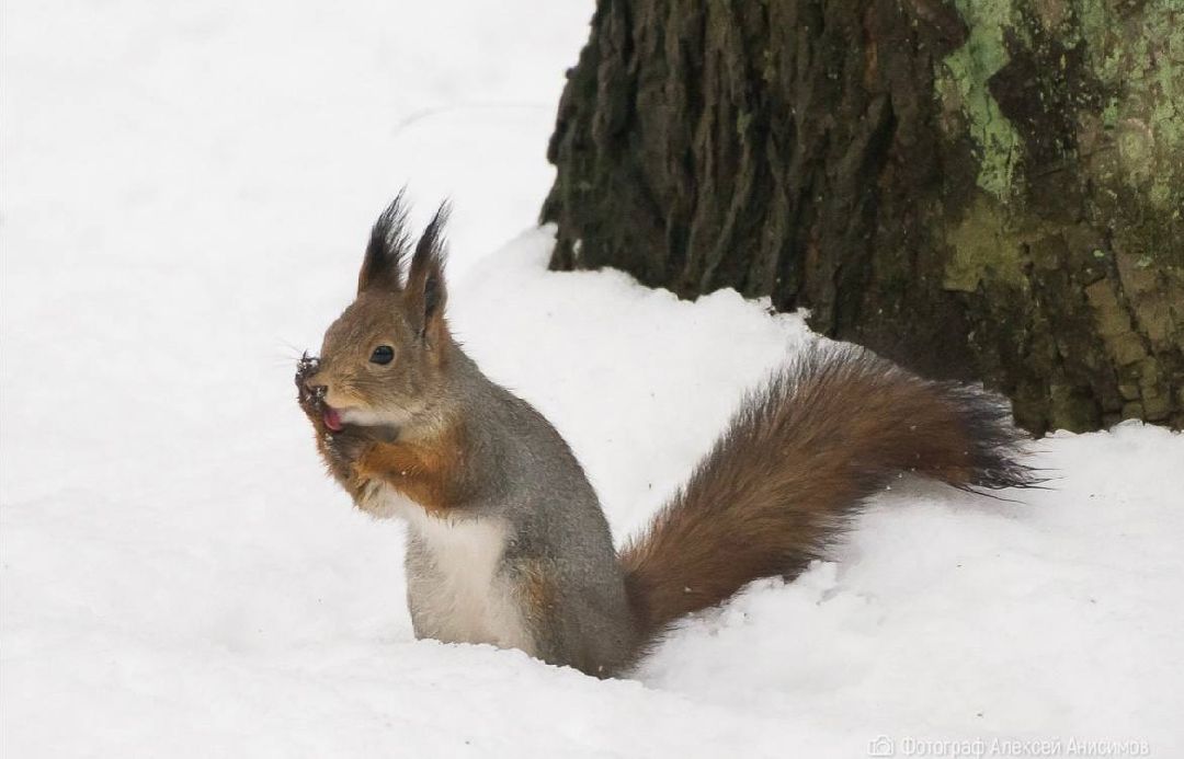 Подольск Общество