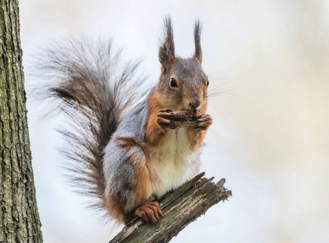 Подольск Общество