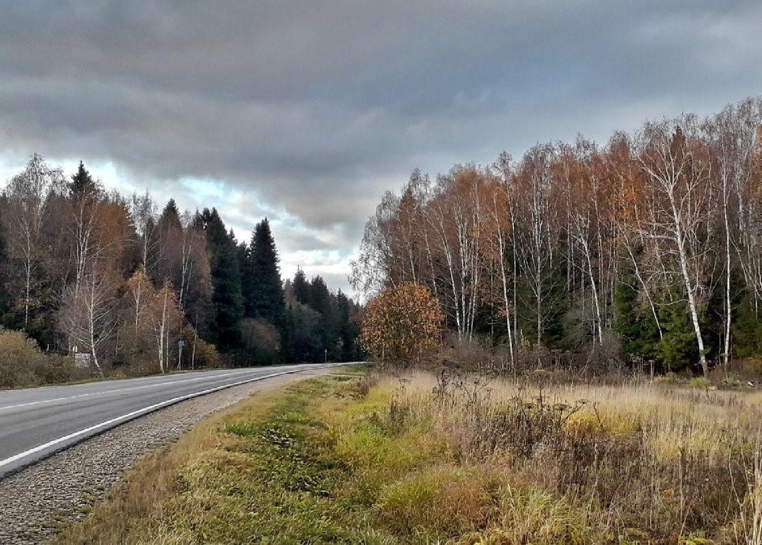 шаховская, лесничий, лесничество, деревья,