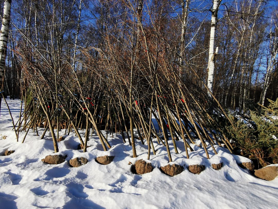 Подольск Спорт