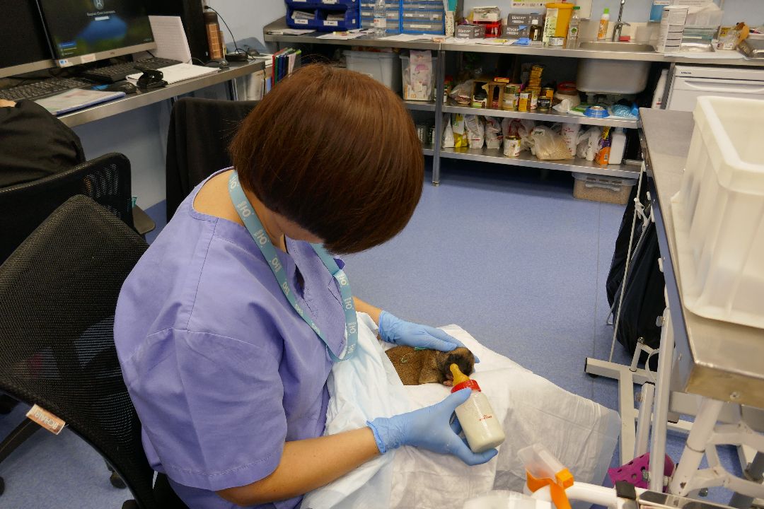 Подольск Волонтеры