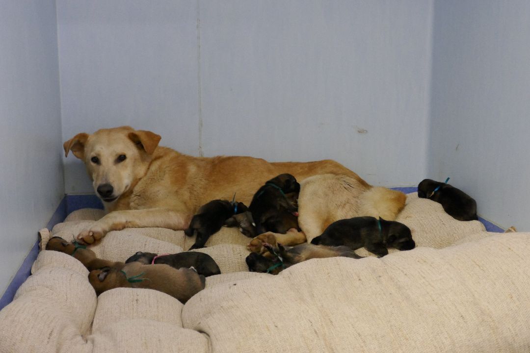 Подольск Волонтеры