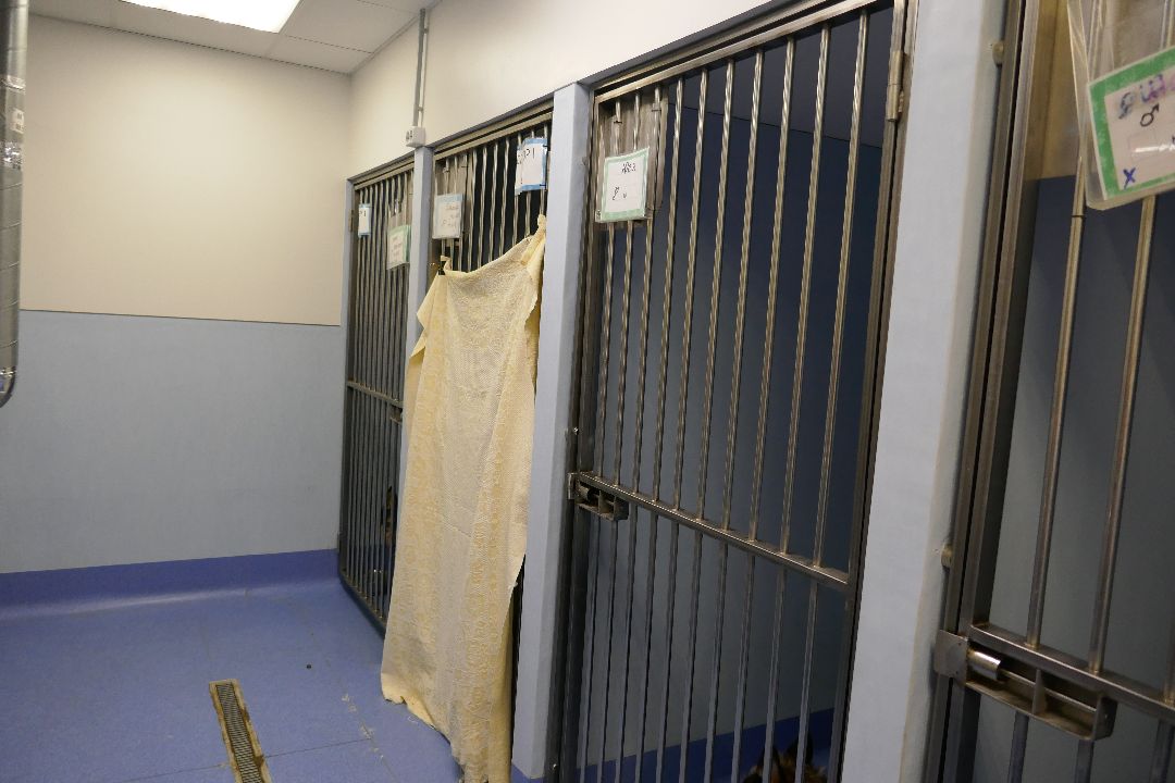 Подольск Волонтеры