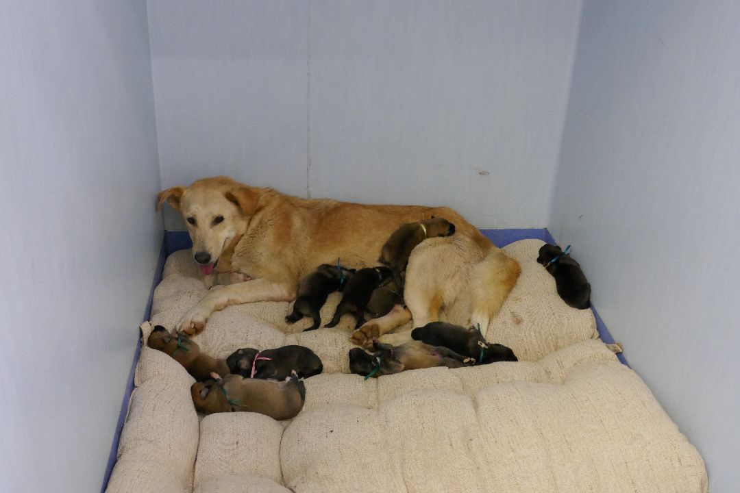 Подольск Волонтеры