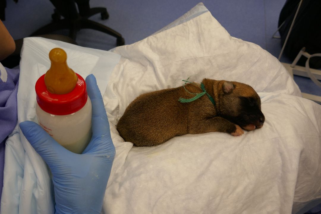 Подольск Волонтеры