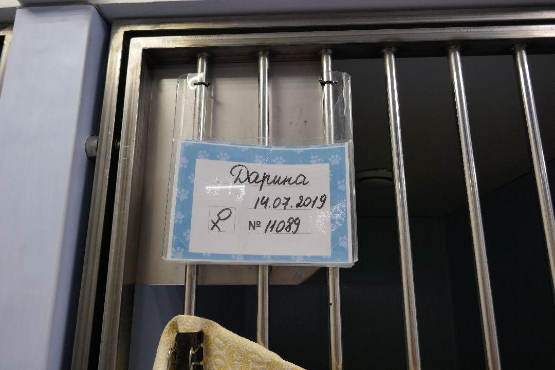 Подольск Волонтеры