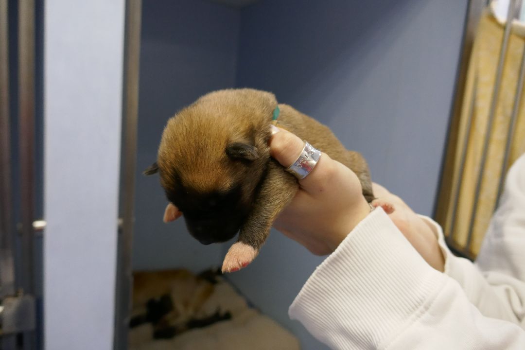 Подольск Волонтеры