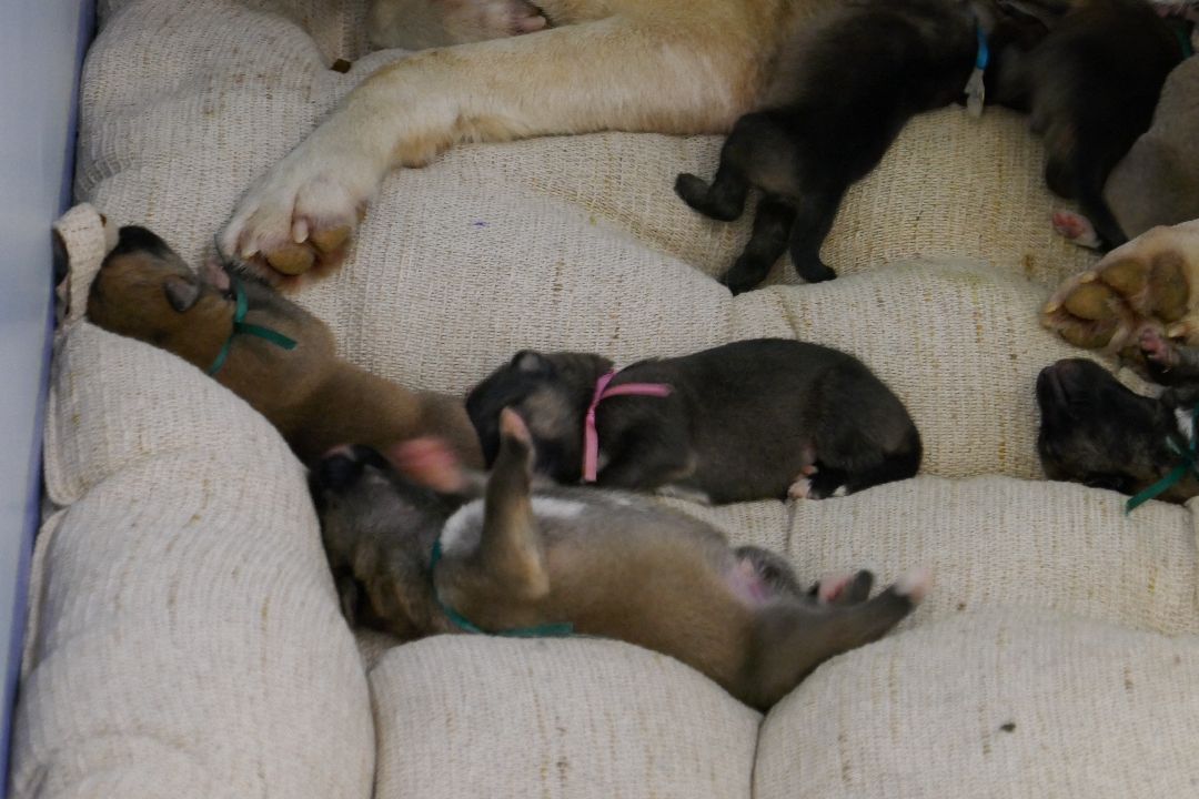 Подольск Волонтеры