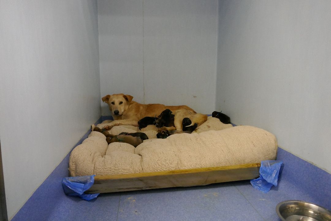 Подольск Волонтеры