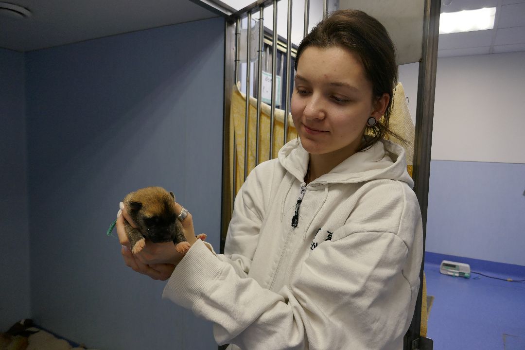 Подольск Волонтеры