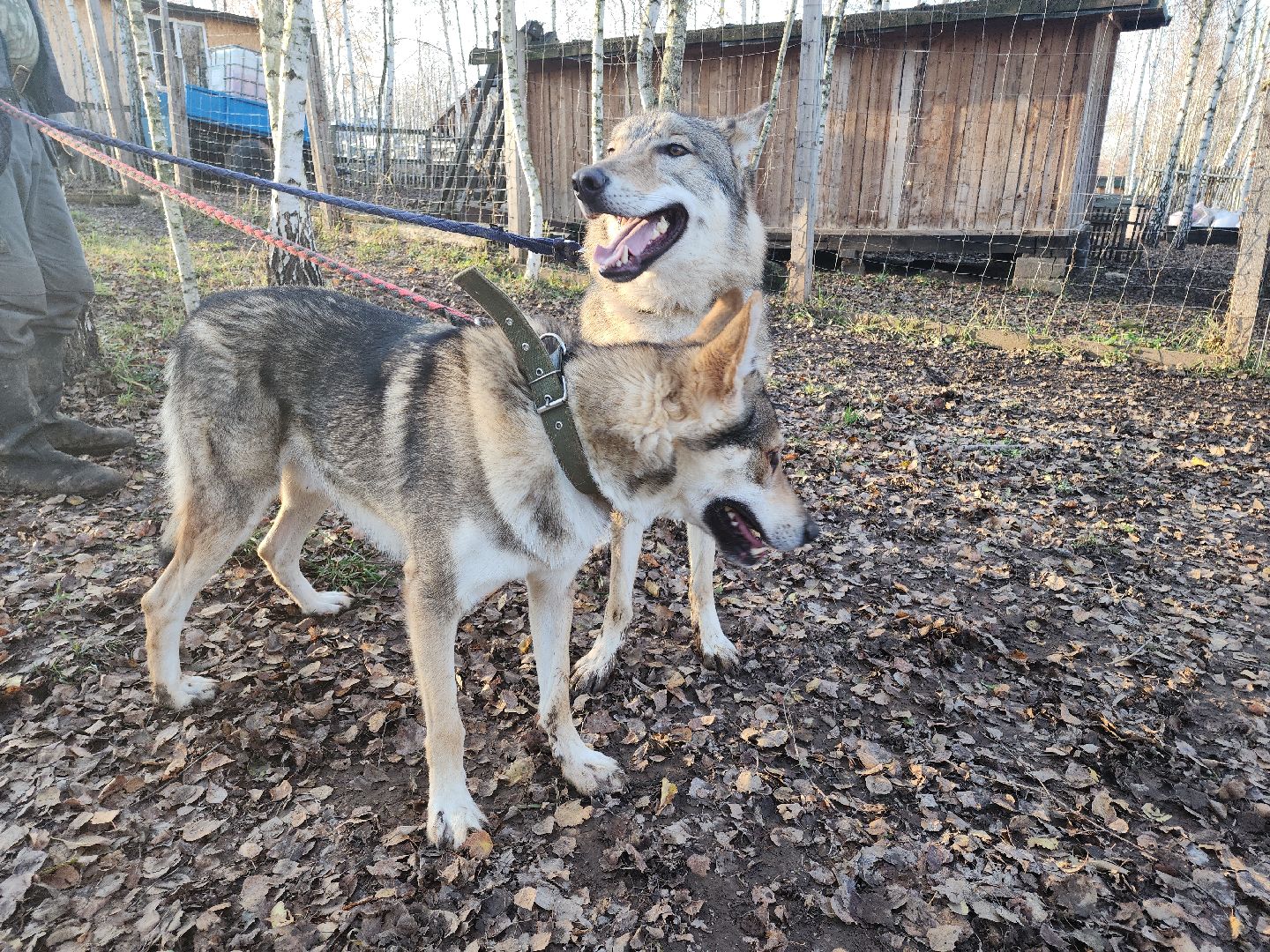 кашира, зоостудия ковчег, киноволки, дух байкала, актеры,
