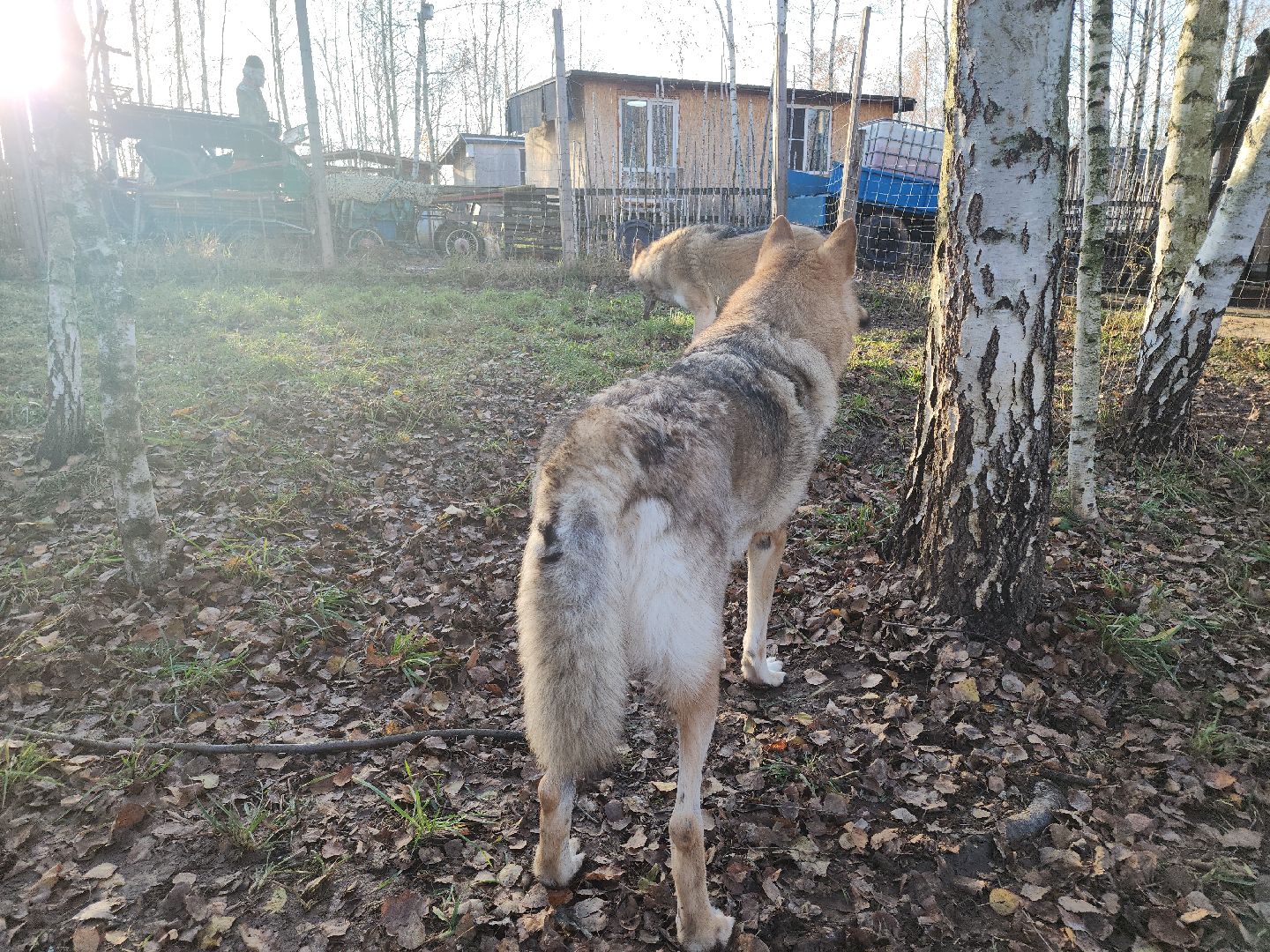 кашира, зоостудия ковчег, киноволки, дух байкала, актеры,