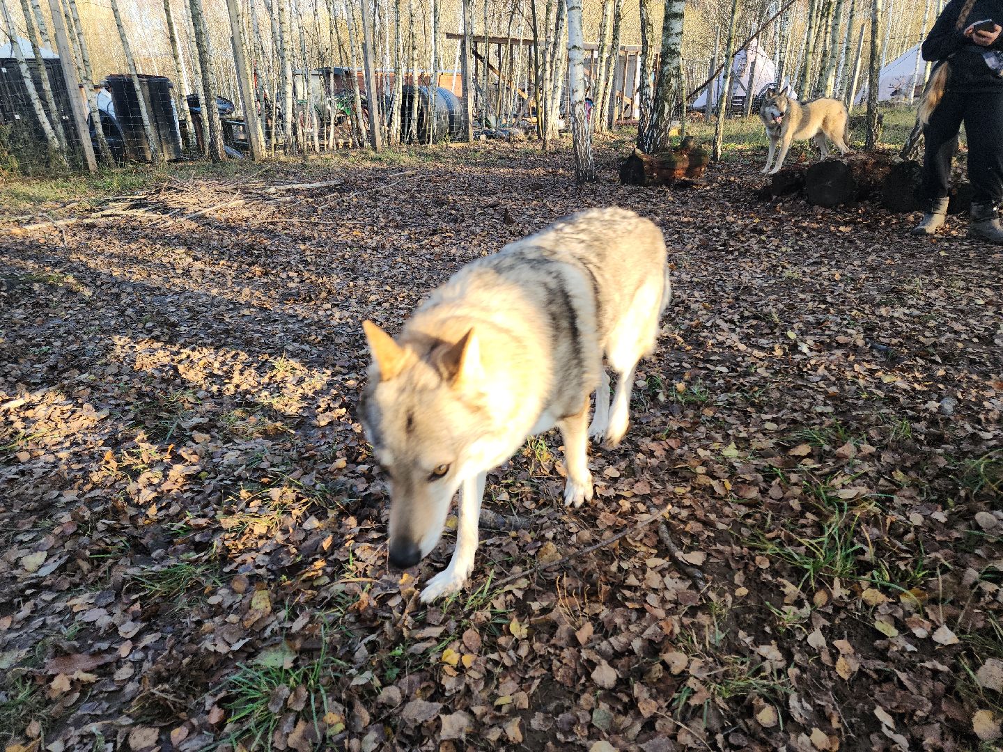 кашира, зоостудия ковчег, киноволки, дух байкала, актеры,