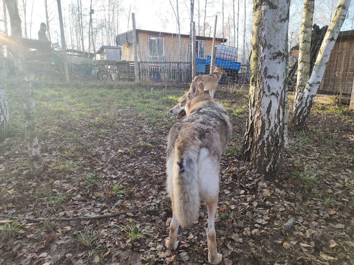 кашира, зоостудия ковчег, киноволки, дух байкала, актеры,