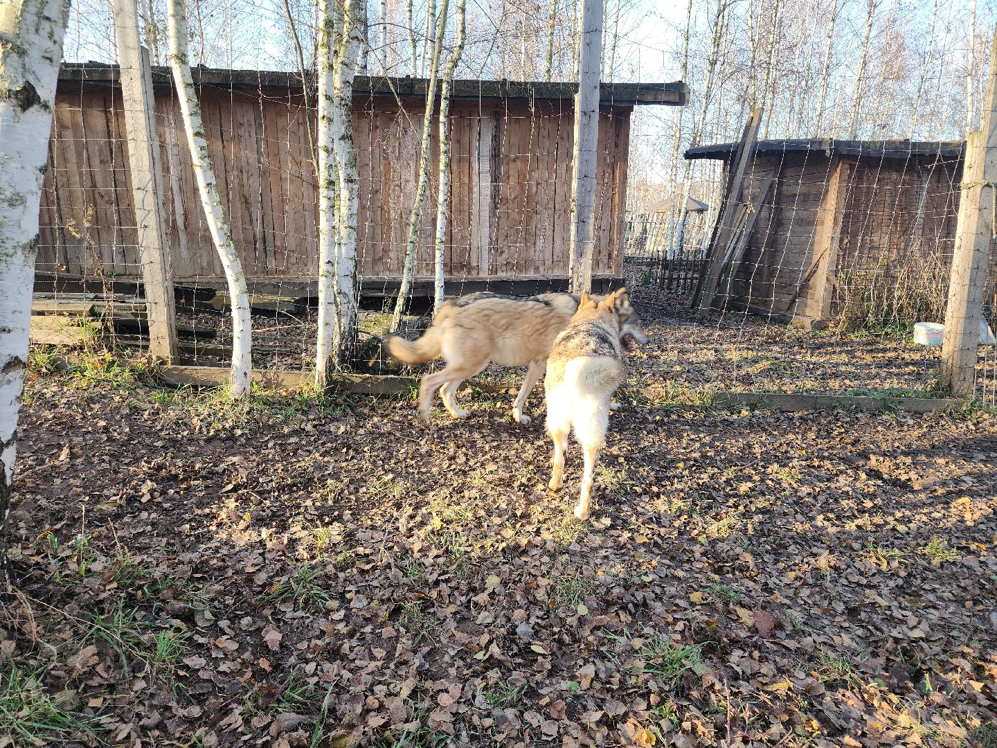 кашира, зоостудия ковчег, киноволки, дух байкала, актеры,