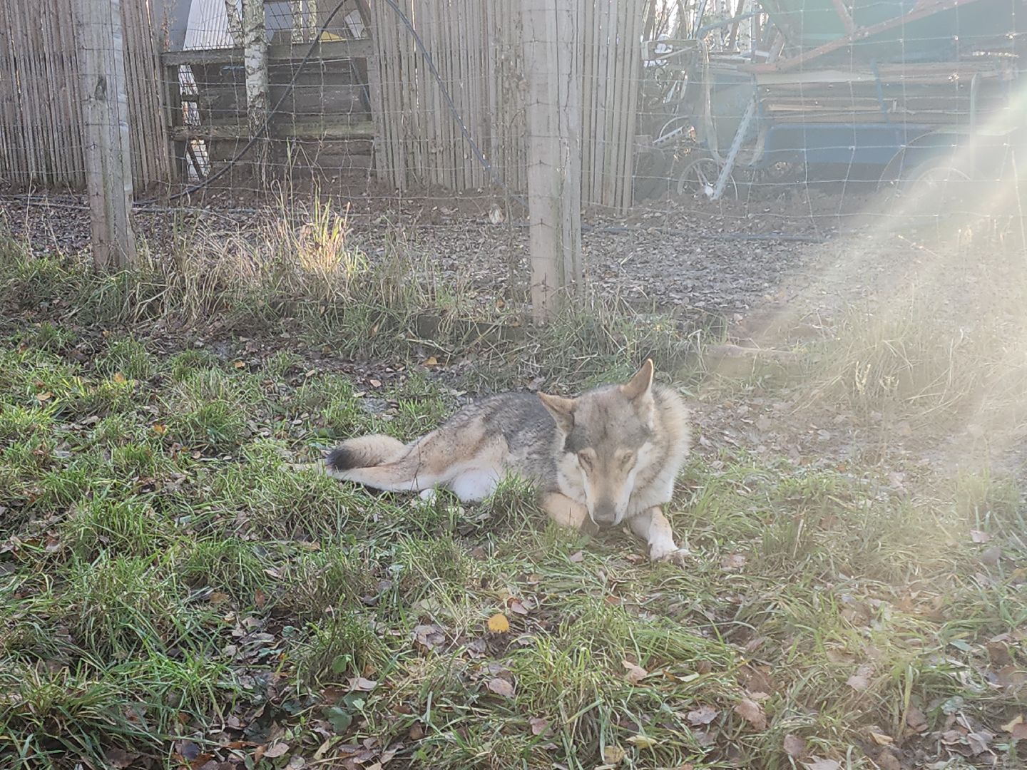 кашира, зоостудия ковчег, киноволки, дух байкала, актеры,