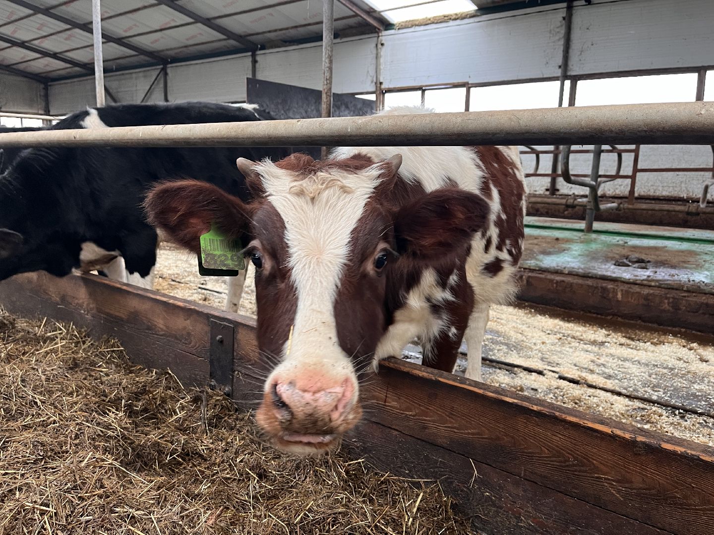 шаховская, коровы, молоко, хозяйство, ферма,