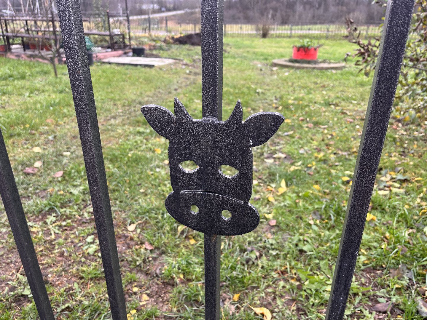 шаховская, коровы, молоко, хозяйство, ферма,