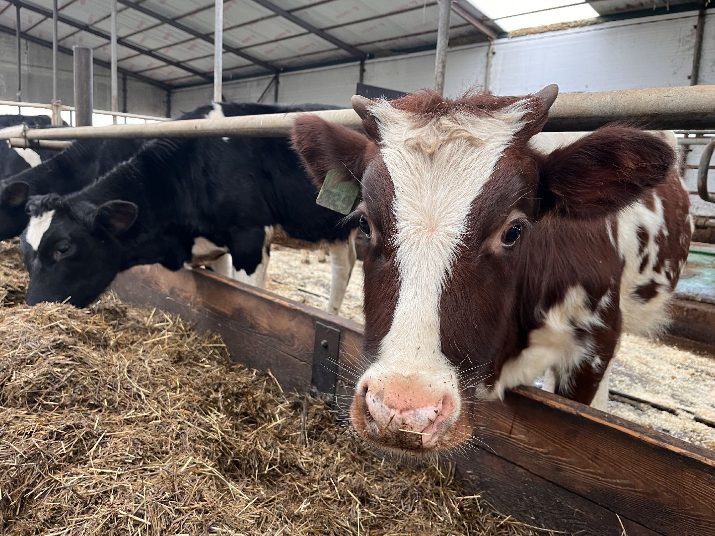 шаховская, коровы, молоко, хозяйство, ферма,