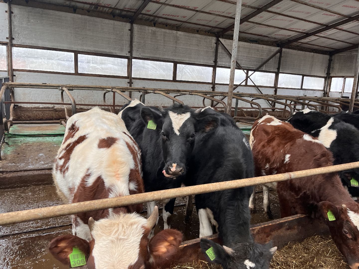 шаховская, коровы, молоко, хозяйство, ферма,