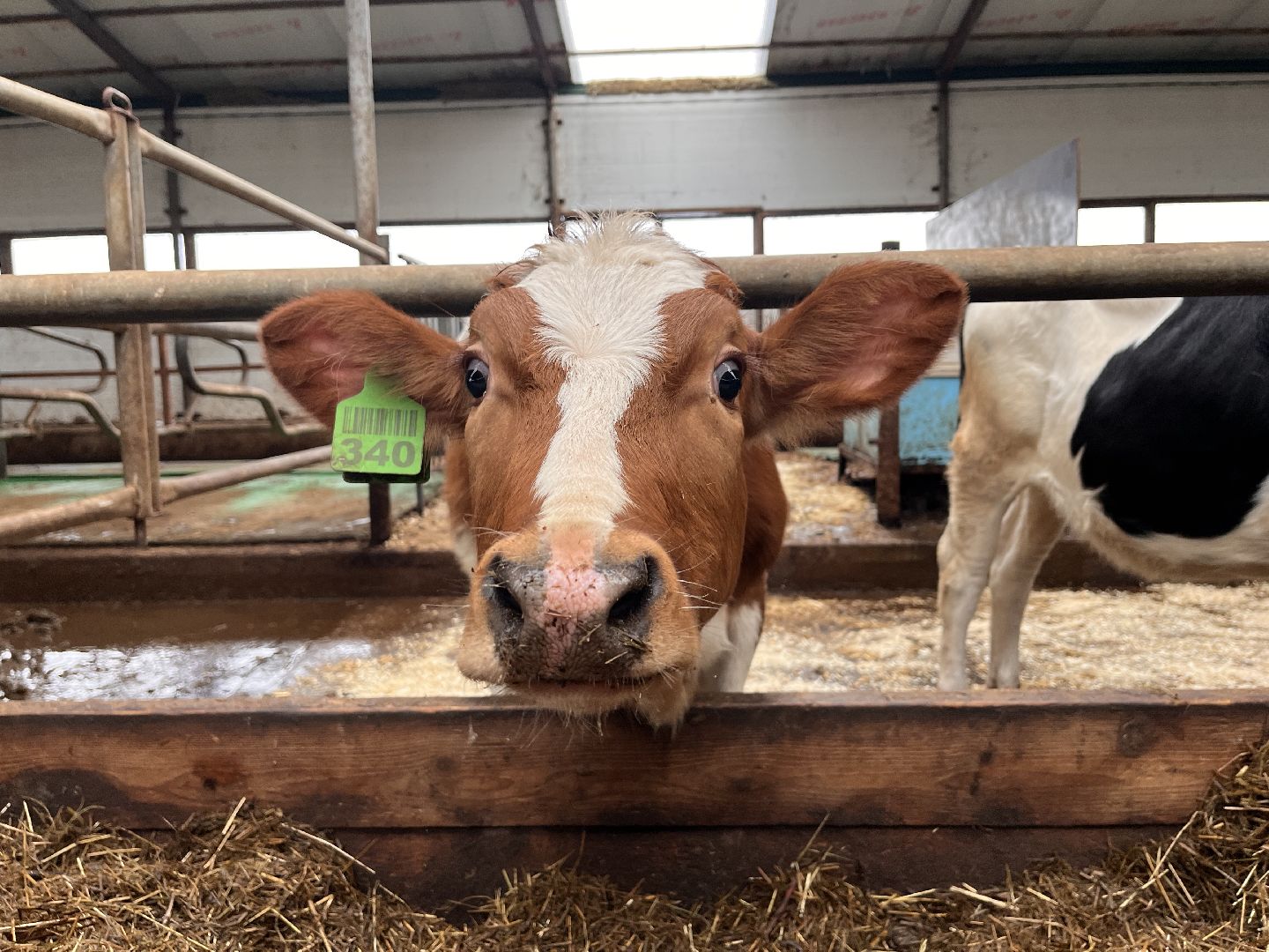 шаховская, коровы, молоко, хозяйство, ферма,