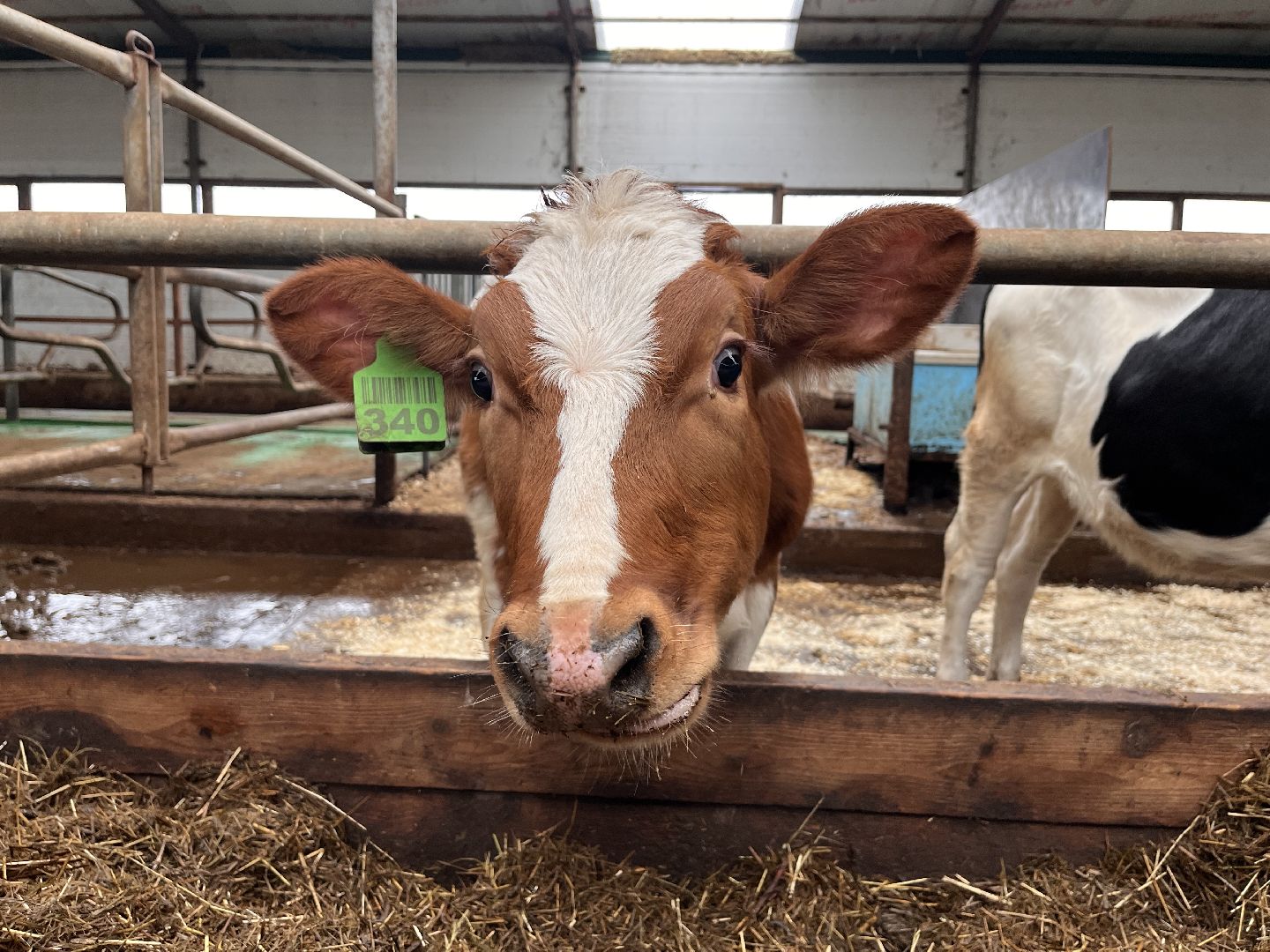 шаховская, коровы, молоко, хозяйство, ферма,