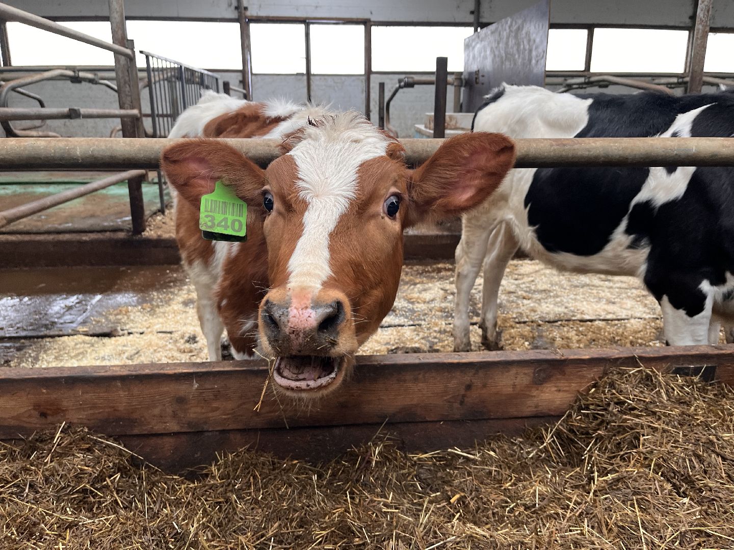 шаховская, коровы, молоко, хозяйство, ферма,