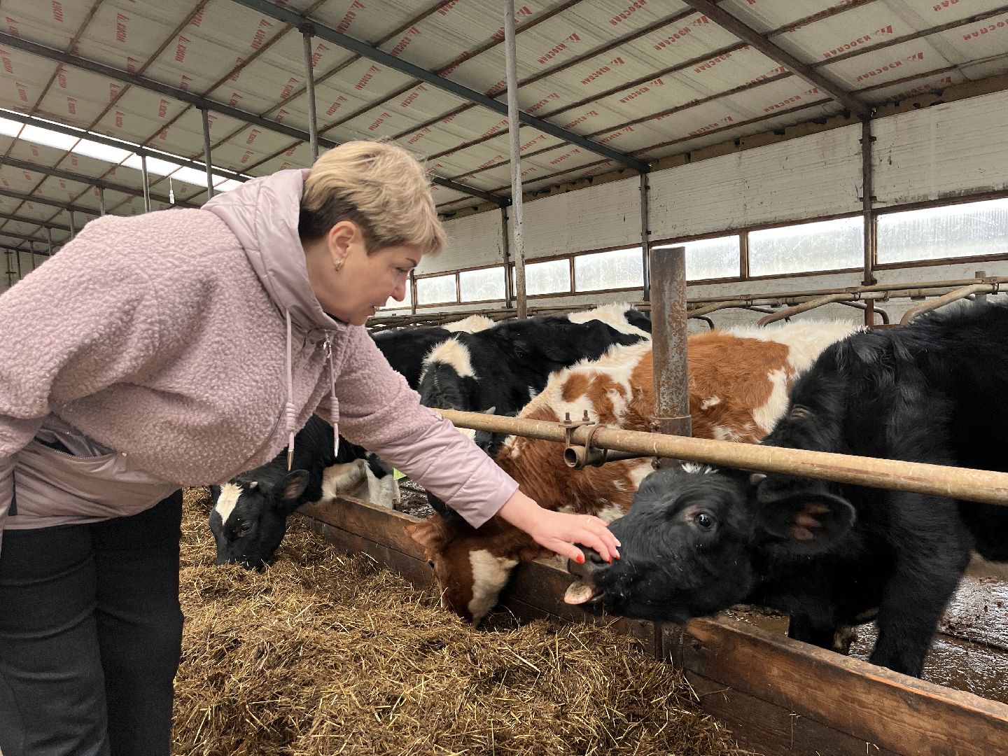 шаховская, коровы, молоко, хозяйство, ферма,