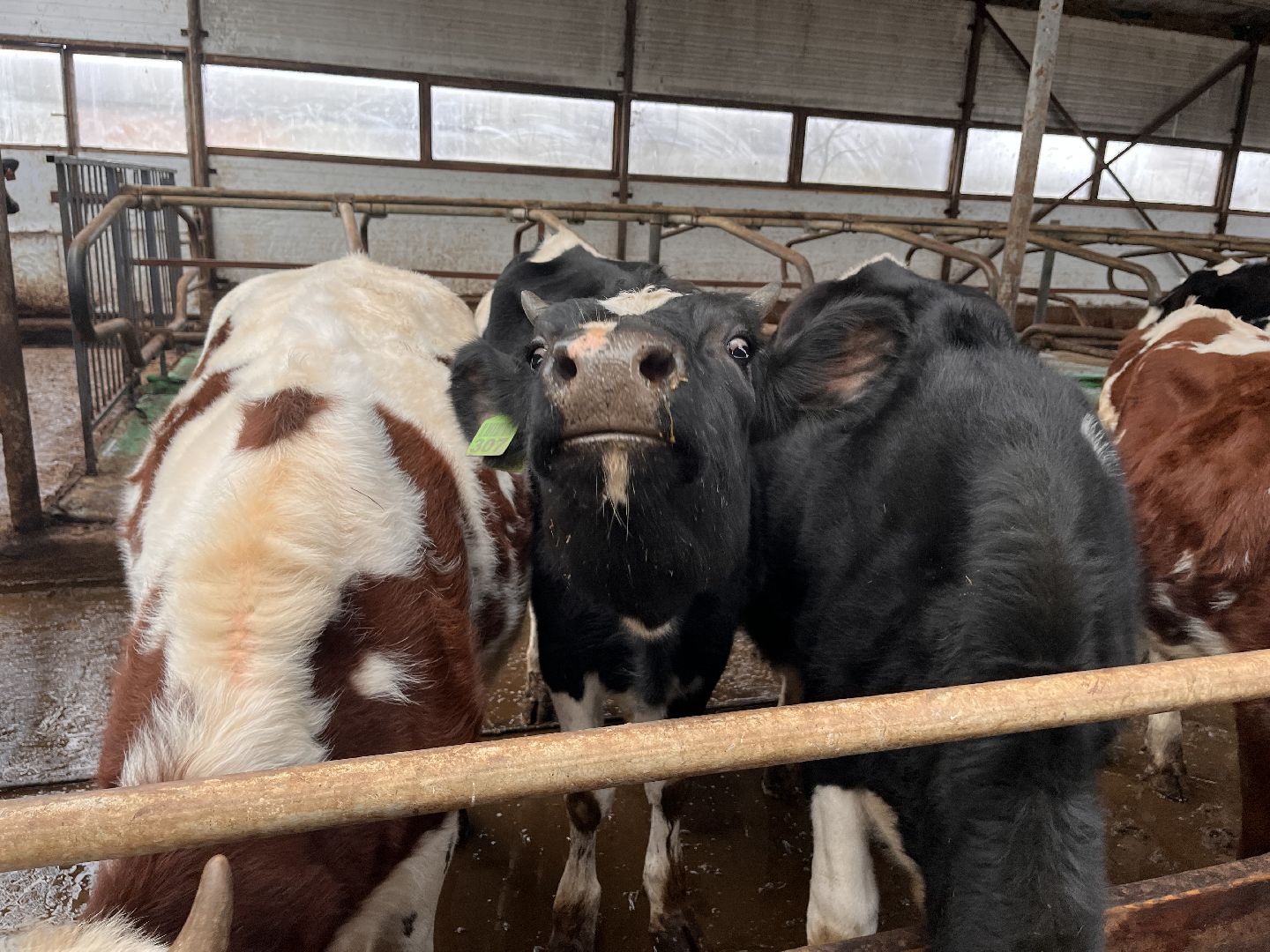 шаховская, коровы, молоко, хозяйство, ферма,